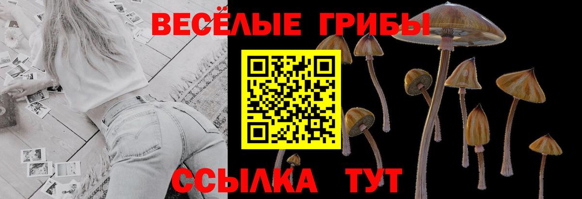 Галлюциногенные грибы Psilocybe Находка
